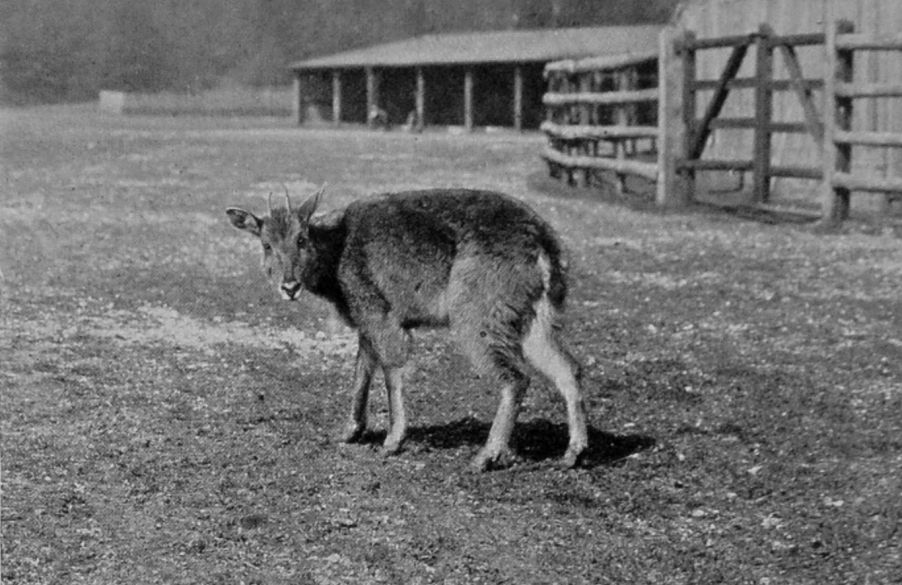 FEMALE GORAL.