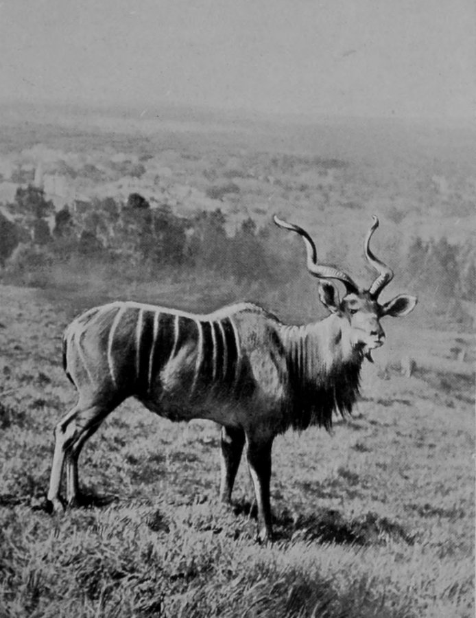 MALE KUDU.