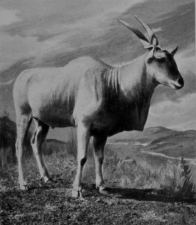 ELAND.