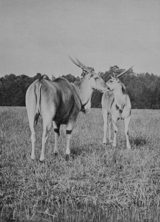ELAND COWS.
