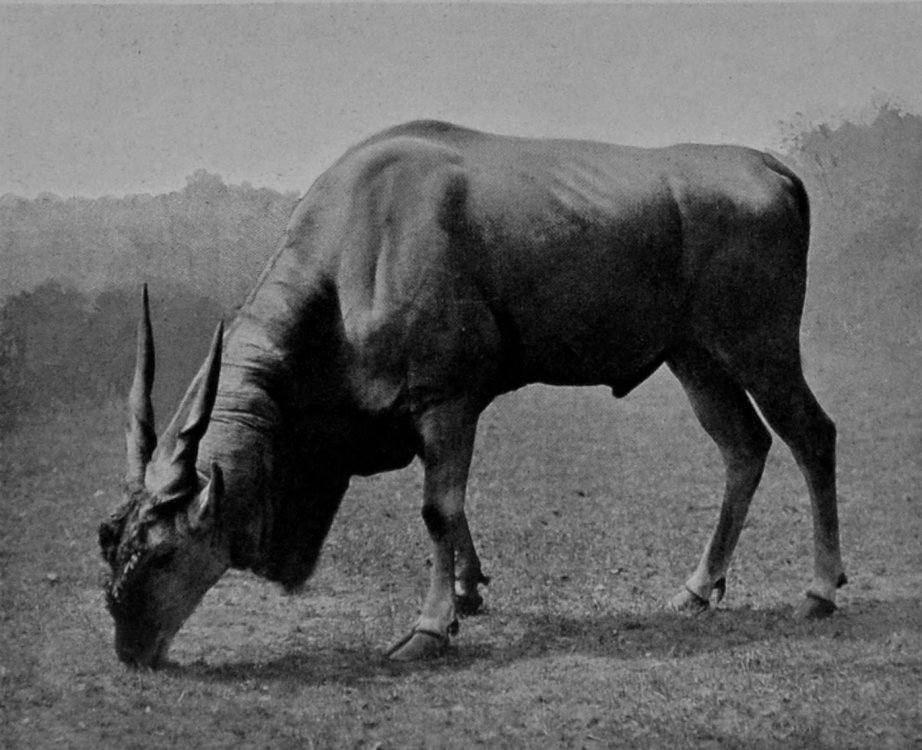 BULL ELAND.
