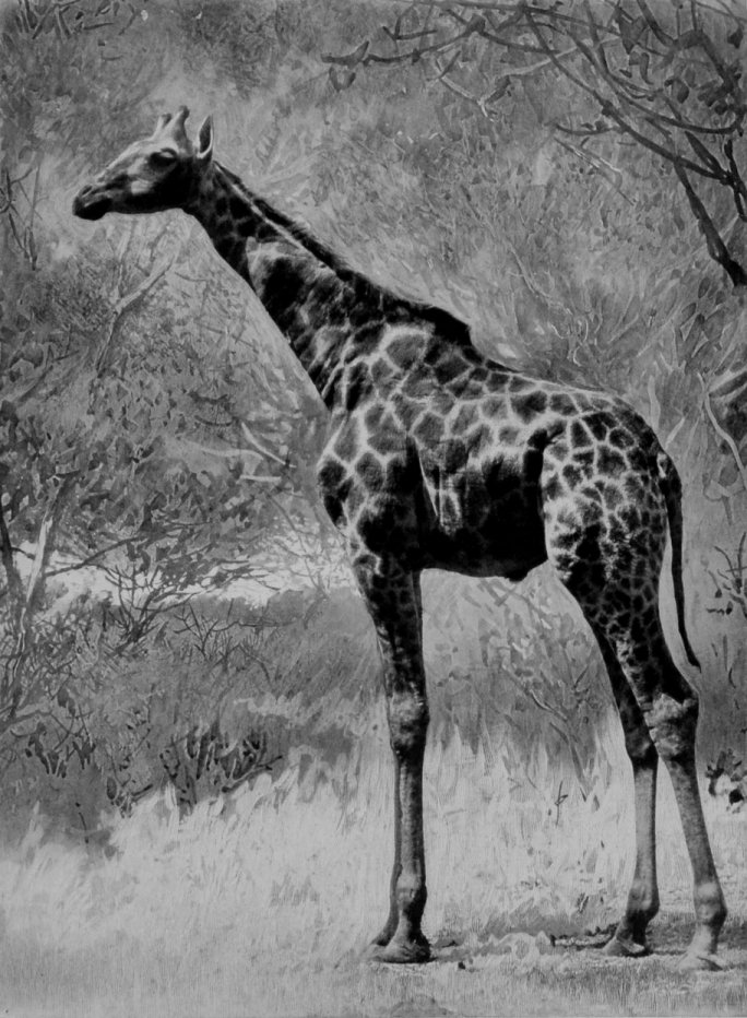 THE SOUTHERN GIRAFFE.