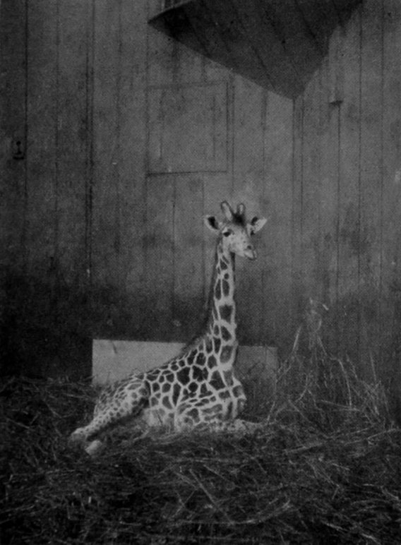 SOUTHERN GIRAFFE LYING DOWN.