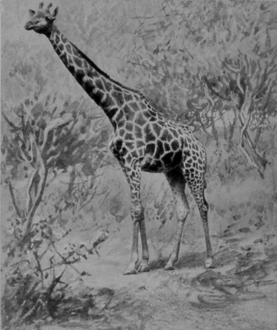 MALE SOUTHERN GIRAFFE.