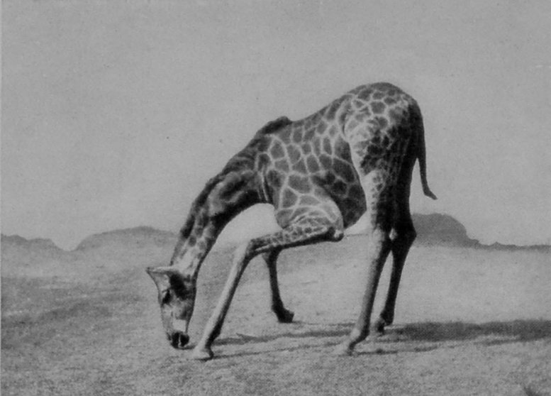 A GIRAFFE GRAZING.