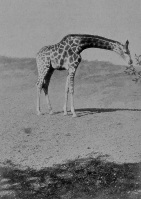 A GIRAFFE BROWSING.