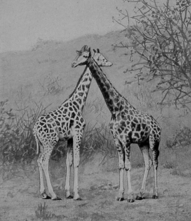 MALE AND FEMALE GIRAFFES.