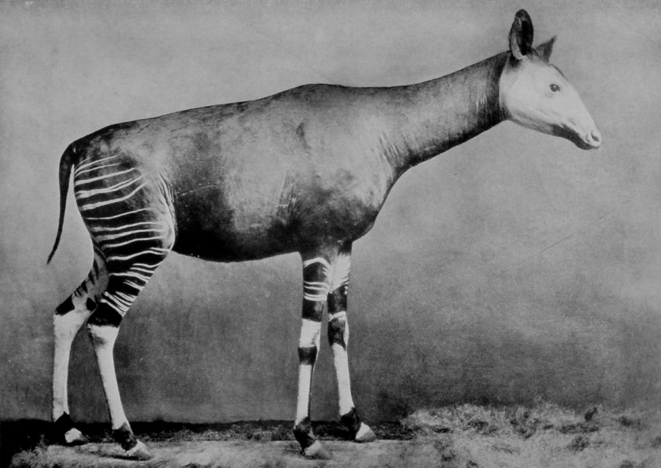 THE OKAPI OF THE CONGO FOREST.