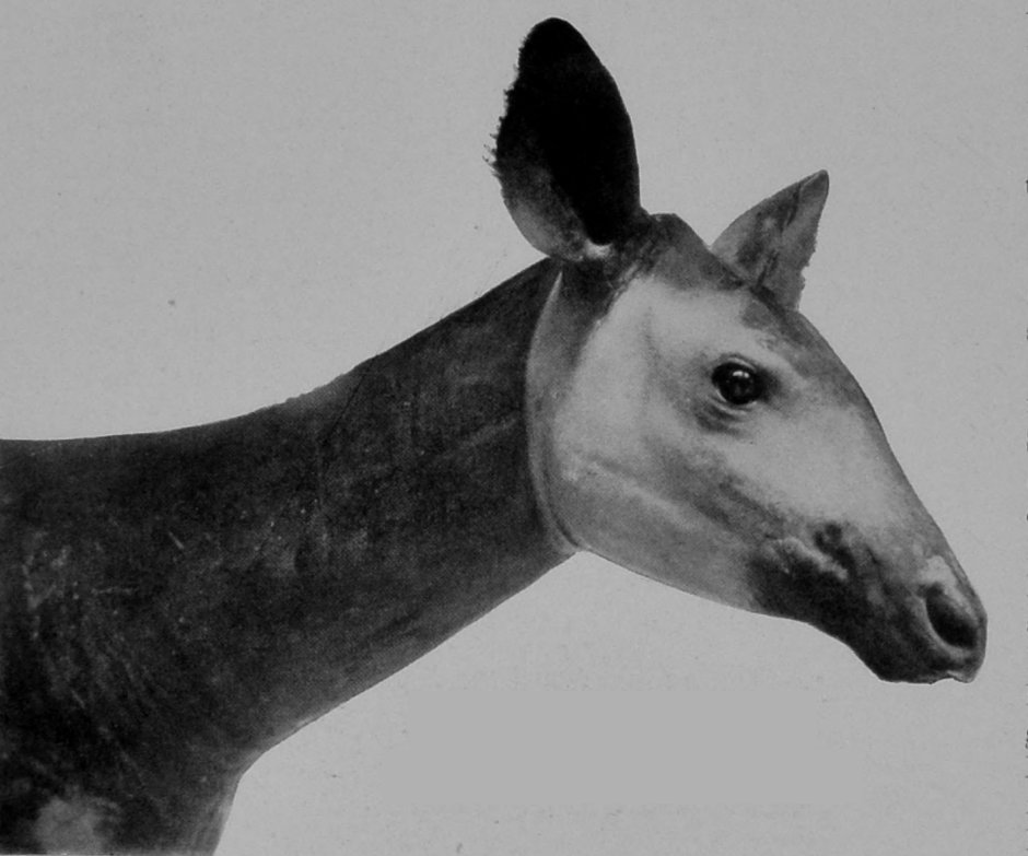 HEAD OF OKAPI.