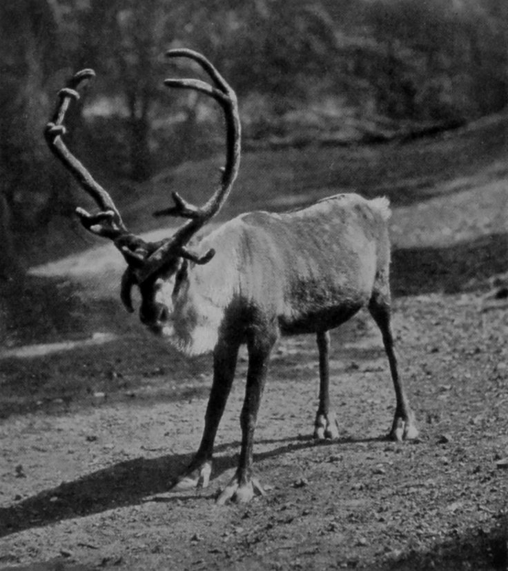 SCANDINAVIAN REINDEER.