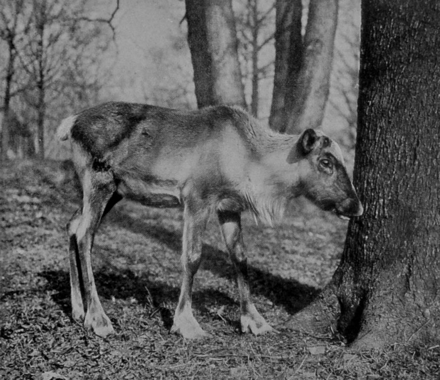 WOODLAND CARIBOU.