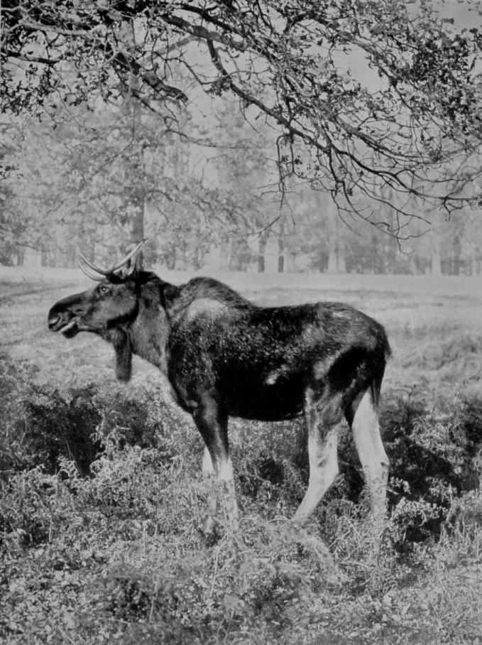 IMMATURE SCANDINAVIAN ELK.