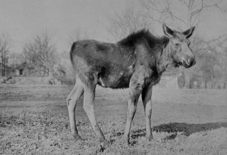 FEMALE AMERICAN ELK, OR MOOSE.