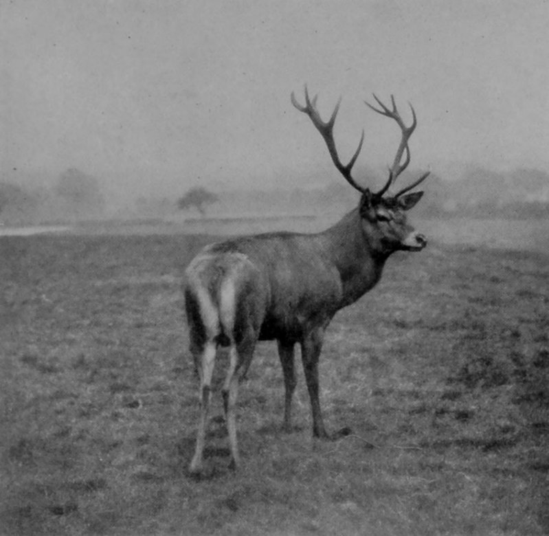 PARK RED DEER.