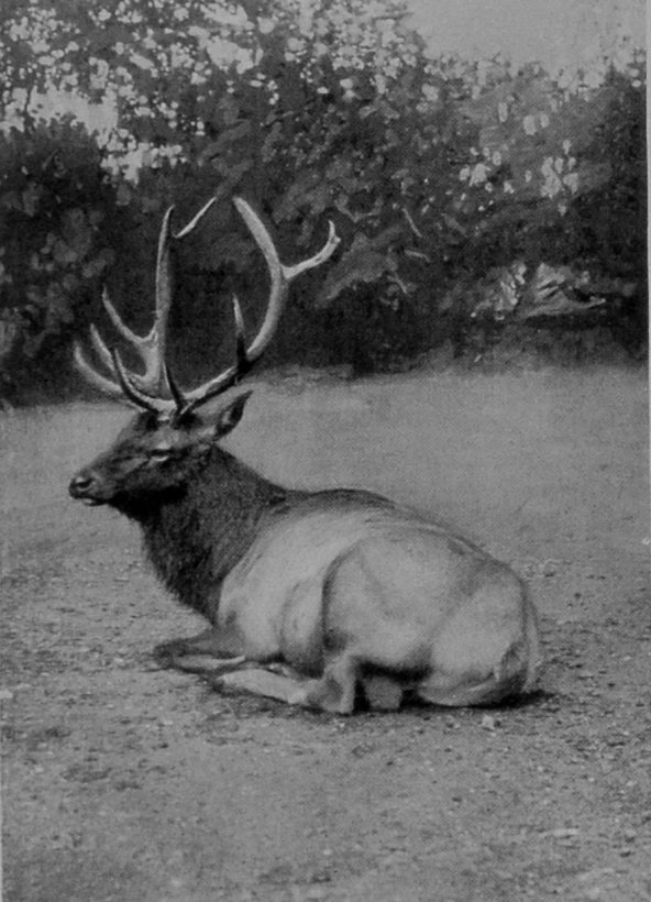 AN ASIATIC WAPITI.