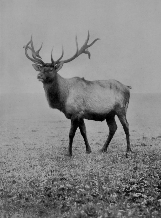 AMERICAN WAPITI.
