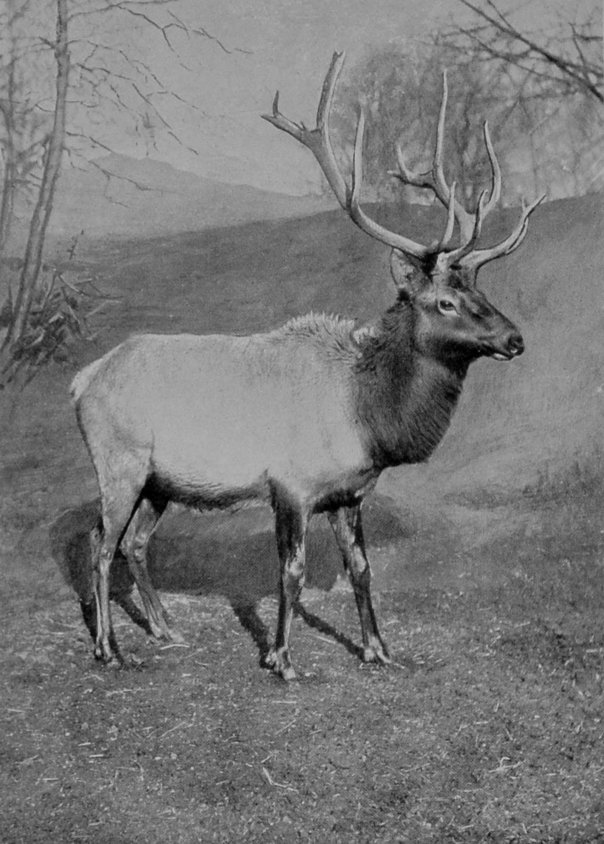 AMERICAN WAPITI.