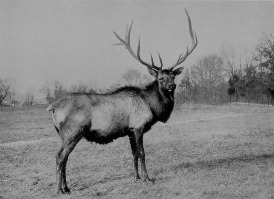 AMERICAN WAPITI.