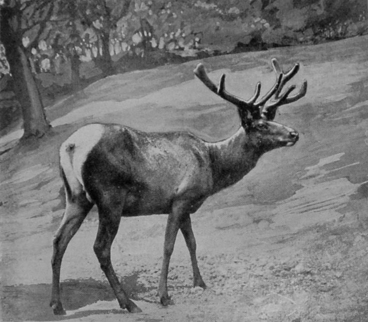 ALTAI WAPITI.