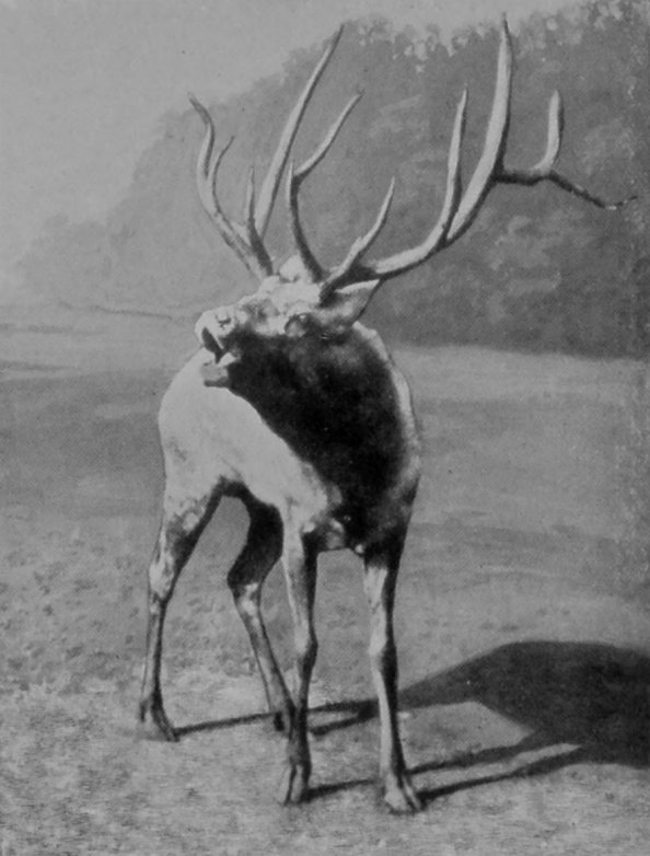 MANCHURIAN WAPITI CALLING.