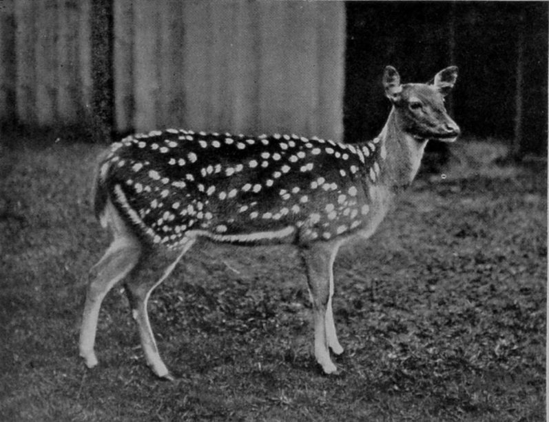 AN AXIS HIND.