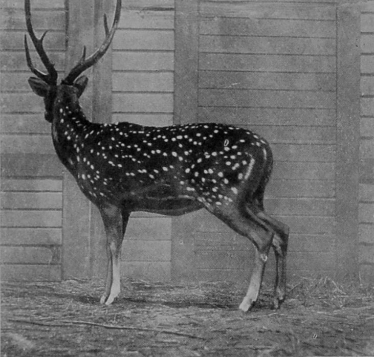 A SPOTTED ORIENTAL DEER.