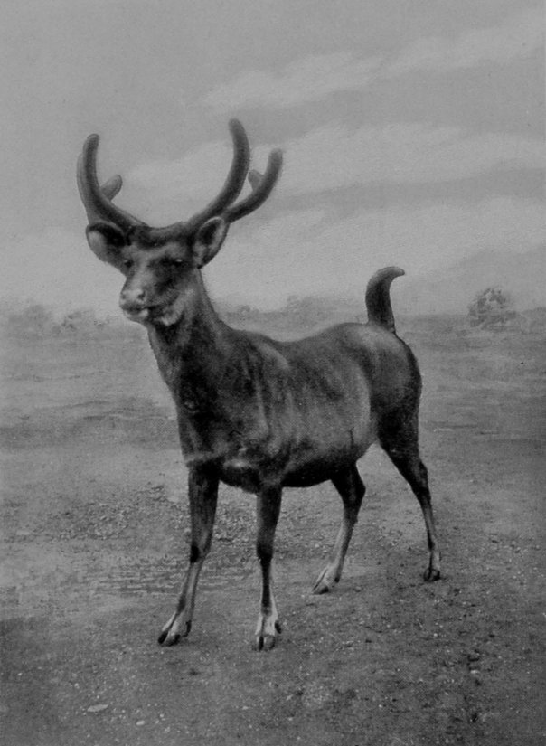 A SAMBAR STAG.