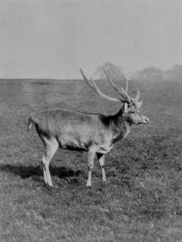 JAVAN RUSA STAG.