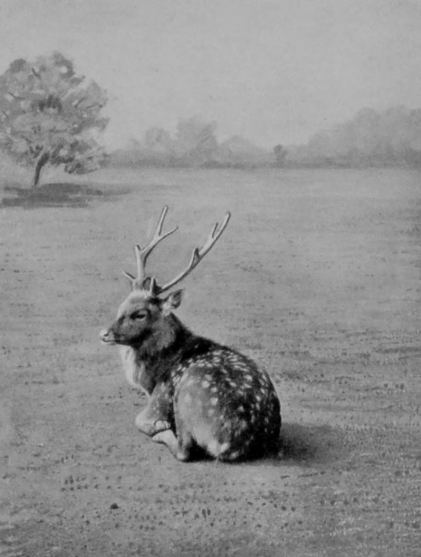 FORMOSAN SIKA STAG.