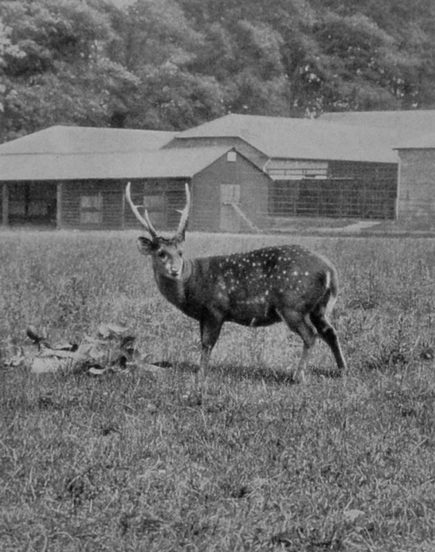 HOG-DEER.