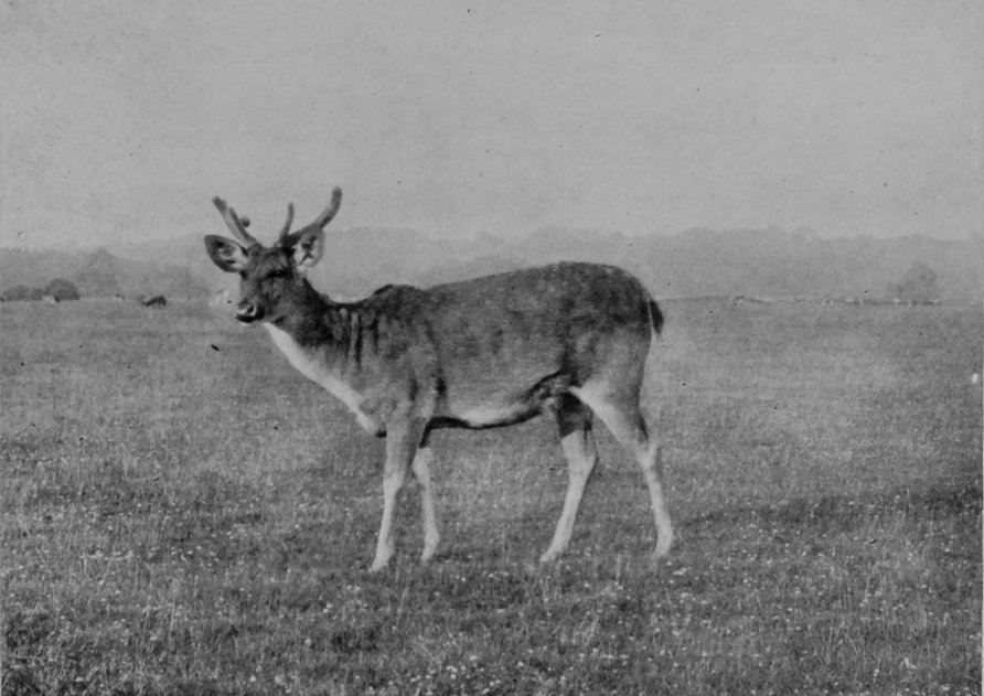 YOUNG MALE SWAMP-DEER.