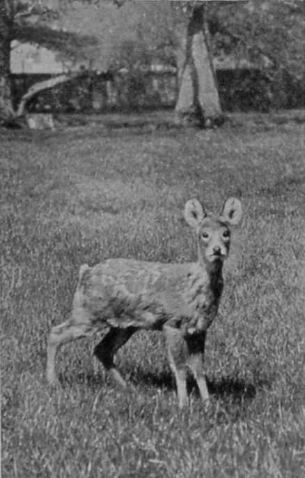 YOUNG MALE CHINESE WATER-DEER.
