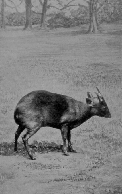 INDIAN MUNTJAC.
