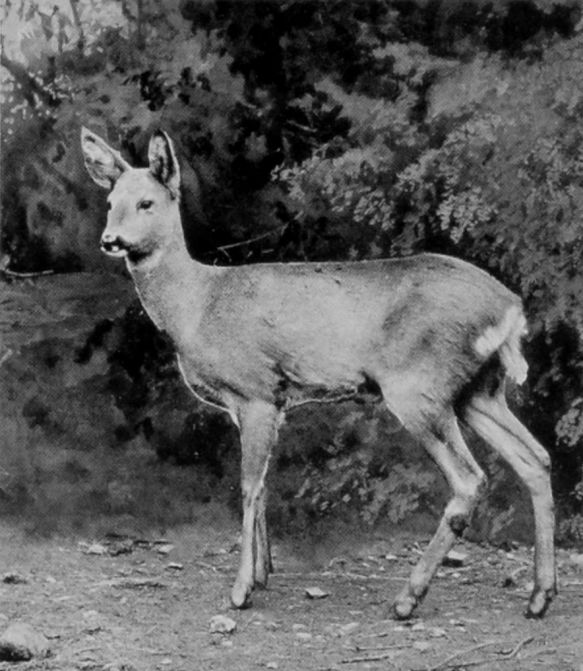FEMALE SIBERIAN ROE.