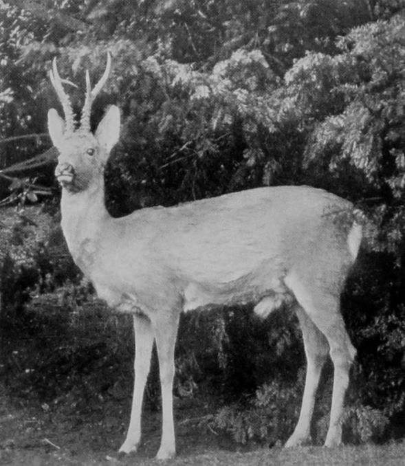 MALE SIBERIAN ROE.