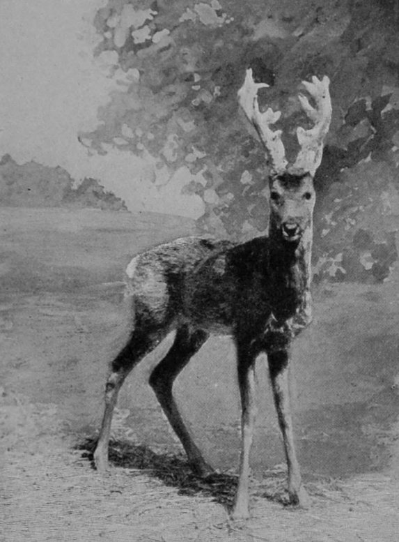 SIBERIAN ROEBUCK.