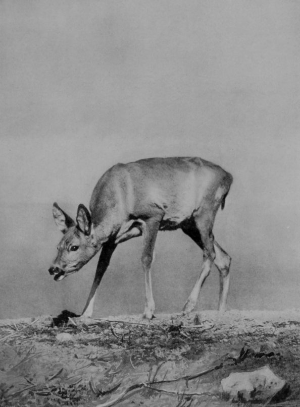 FEMALE EUROPEAN ROE DEER.