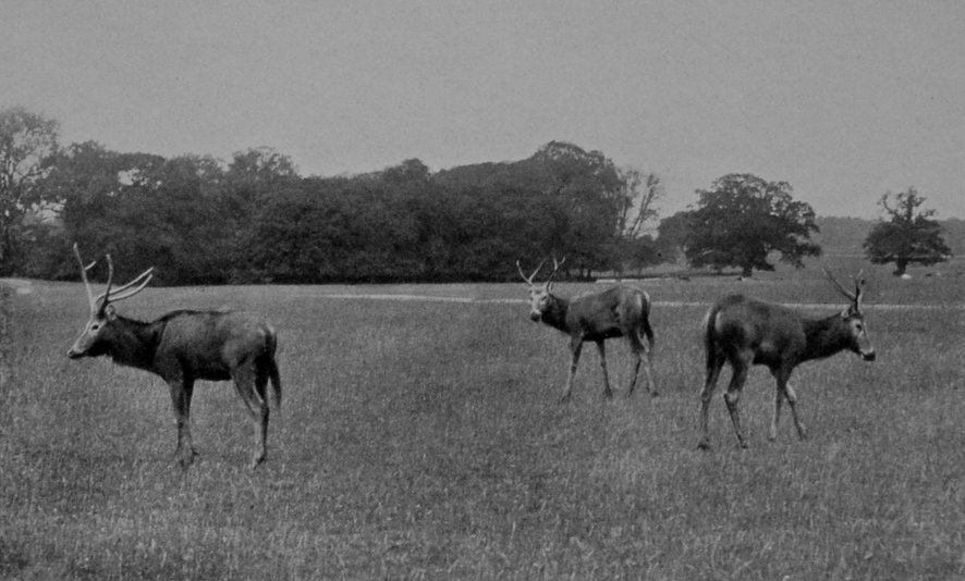 PÈRE DAVID'S DEER.