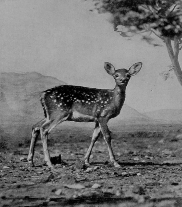 A MULE-DEER FAWN.