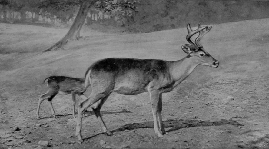 VIRGINIAN DEER.