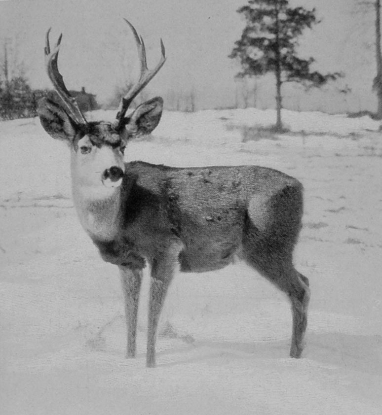 MULE-DEER STAG.