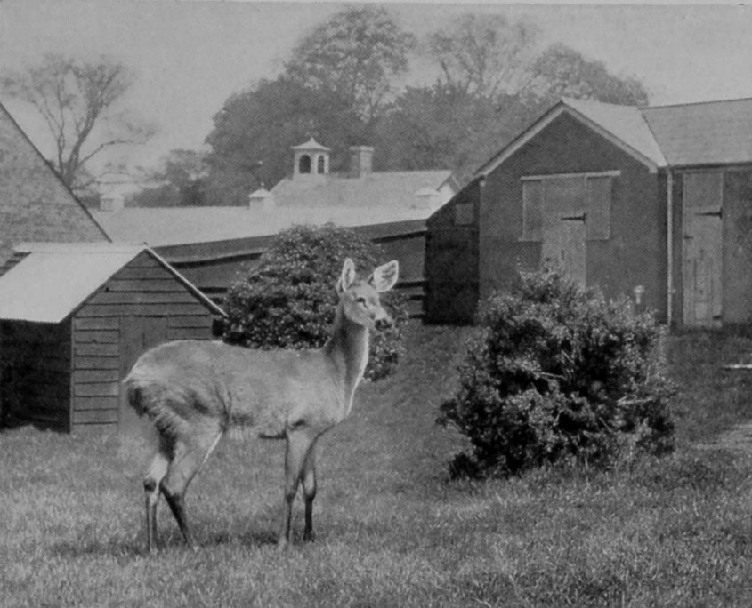 YOUNG MARSH-DEER.