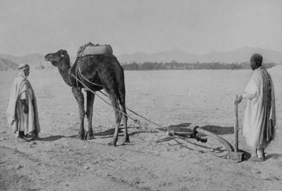 THE CAMEL-PLOUGH, USED IN ALGIERS.