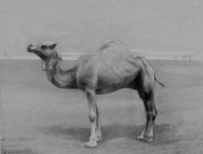ARABIAN CAMEL.