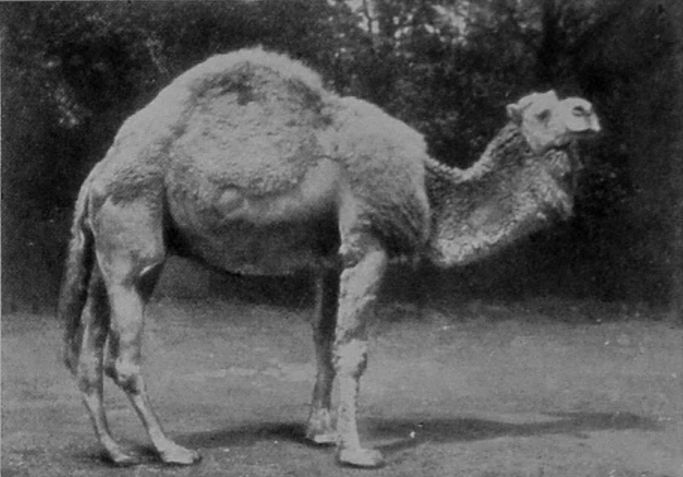 A WHITE CAMEL.