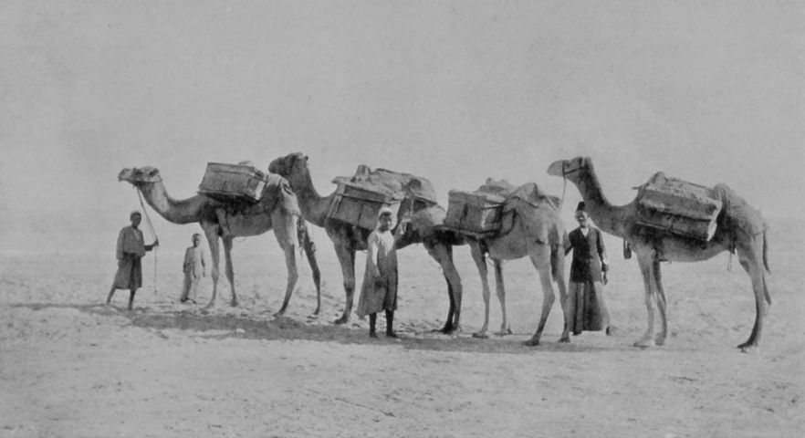 A STRING OF CAMELS NEAR PORT SAID.