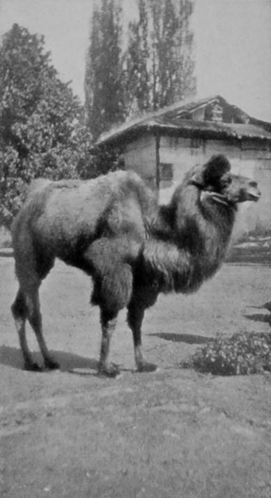 A CAMEL.