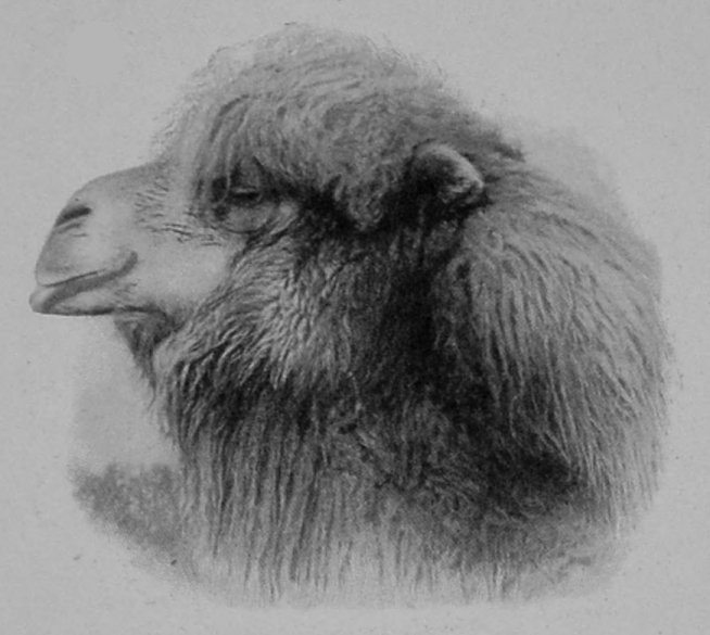HEAD OF BACTRIAN CAMEL.