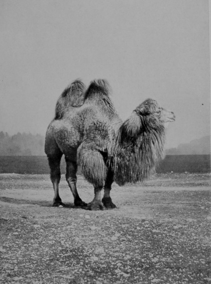 AN OLD MALE BACTRIAN CAMEL.