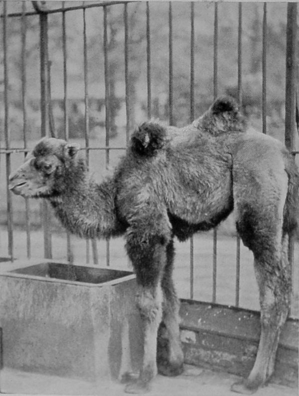 YOUNG BACTRIAN CAMEL.